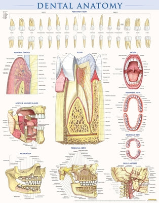 Dental Anatomy Poster (22 X 28 Inches) - Laminated: A Quickstudy Reference by Perez, Vincent