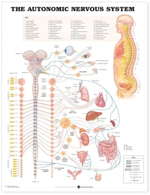 The Autonomic Nervous System Anatomical Chart by Anatomical Chart Company