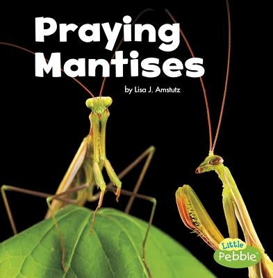 Praying Mantises by Amstutz, Lisa J.